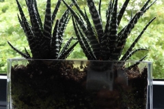 Plante chambre